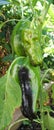 Sweet unripe and ripening peppers Royalty Free Stock Photo