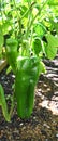 Sweet unripe and ripening peppers Royalty Free Stock Photo