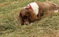 An adorable but very naughty English Springer Spaniel Dog tearing his ball to pieces.