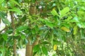 Sweet viburnum ( Viburnum odoratissimum ) tree. Viburnaceae evergreen tree.