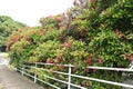 Sweet viburnum ( Viburnum odoratissimum ) tree. Viburnaceae evergreen tree.