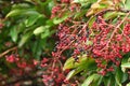 Sweet viburnum ( Viburnum odoratissimum ) tree. Viburnaceae evergreen tree.