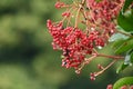 Sweet viburnum ( Viburnum odoratissimum ) tree. Viburnaceae evergreen tree.