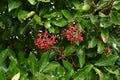 Sweet viburnum ( Viburnum odoratissimum ) tree. Viburnaceae evergreen tree.