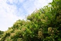 Sweet viburnum ( Viburnum odoratissimum ) tree. Viburnaceae evergreen tree.