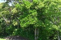 Sweet viburnum ( Viburnum odoratissimum ) tree. Viburnaceae evergreen tree.