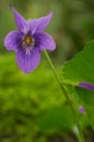 Sweet Violet Royalty Free Stock Photo