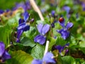 Sweet Violet in the spring.