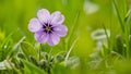 Sweet violet viola odorata isolated on pristine white background