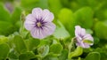 Sweet violet viola odorata isolated on pristine white background