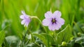 Sweet violet viola odorata isolated on pristine white background