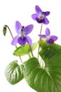 Sweet violet, viola odorata