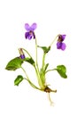 Sweet violet or wood violet, viola odorata isolated on white background