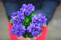 Sweet violets bouquet Royalty Free Stock Photo