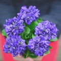 Sweet violets Royalty Free Stock Photo