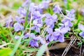 Sweet violets Royalty Free Stock Photo