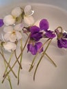 Sweet violets purple and white in water ball Royalty Free Stock Photo