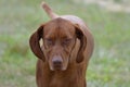 Sweet Vizsla Dog Royalty Free Stock Photo