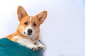 Sweet Welsh corgi Pembroke or cardigan puppy lies on big blue pillow with expressive look stretching its paws. Portrait Royalty Free Stock Photo