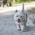 Sweet West Highland White Terrier - Westie, Westy Dog Play in Forest