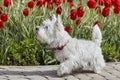 Sweet West Highland White Terrier - Westie, Westy Dog Play near tulip flowers Royalty Free Stock Photo