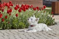 Sweet West Highland White Terrier - Westie, Westy Dog Play near tulip flowers Royalty Free Stock Photo
