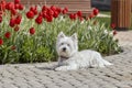 Sweet West Highland White Terrier - Westie, Westy Dog Play near tulip flowers Royalty Free Stock Photo