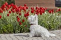 Sweet West Highland White Terrier - Westie, Westy Dog Play near tulip flowers Royalty Free Stock Photo