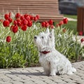 Sweet West Highland White Terrier - Westie, Westy Dog Play near tulip flowers Royalty Free Stock Photo