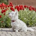 Sweet West Highland White Terrier - Westie, Westy Dog Play near tulip flowers Royalty Free Stock Photo