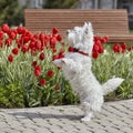 Sweet West Highland White Terrier - Westie, Westy Dog Play near tulip flowers