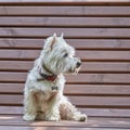 Sweet West Highland White Terrier - Westie, Westy Dog sitting on bench