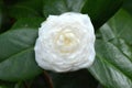 Camelia