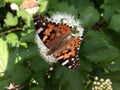 Sweet white flowers of inflorescence and sitting butterfly on this flower Royalty Free Stock Photo