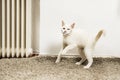 A sweet white kitten playing with her little toy mouse on a gray long-haired rug Royalty Free Stock Photo