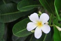 Sweet white plumeria rubra blooming frangipani and bud flowers in garden on leaves background Royalty Free Stock Photo