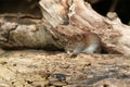 A cute wild Bank Vole, Myodes glareolus eating a nut sitting on a log in woodland.