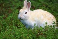 Lovely and graceful light colored rabbit in a meadow Royalty Free Stock Photo