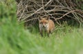 A cute wild Red Fox cub, Vulpes vulpes, standing at the entrance of its den. Royalty Free Stock Photo