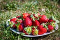 Sweet wild strawberries lying on a white plate on a green lawn Royalty Free Stock Photo