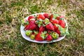 Sweet wild strawberries lying on a white plate on a green lawn Royalty Free Stock Photo