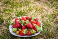 Sweet wild strawberries lying on a white plate on a green lawn Royalty Free Stock Photo