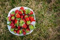 Sweet wild strawberries lying on a white plate on a green lawn. top view Royalty Free Stock Photo