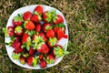 Sweet wild strawberries lying on a white plate on a green lawn. top view Royalty Free Stock Photo