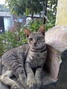 Sweet small vild street cat of india