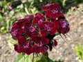 Sweet William / Dianthus barbatus / Bartnelke, l`oeillet du poÃÂ¨te, Oeillet des poÃÂ¨tes, Oeillet barbu, Clavel del poeta