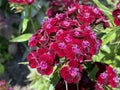 Sweet William / Dianthus barbatus / Bartnelke, l`oeillet du poÃÂ¨te, Oeillet des poÃÂ¨tes, Oeillet barbu, Clavel del poeta