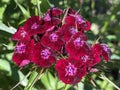 Sweet William / Dianthus barbatus / Bartnelke, l`oeillet du poÃÂ¨te, Oeillet des poÃÂ¨tes, Oeillet barbu, Clavel del poeta