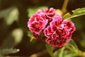 Sweet William Dianthus barbatus beautiful flowers in a summer garden close-up. Retro style toned Royalty Free Stock Photo