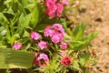 Sweet William Dianthus barbatus beautiful flowers in a summer garden close-up. Retro style toned Royalty Free Stock Photo